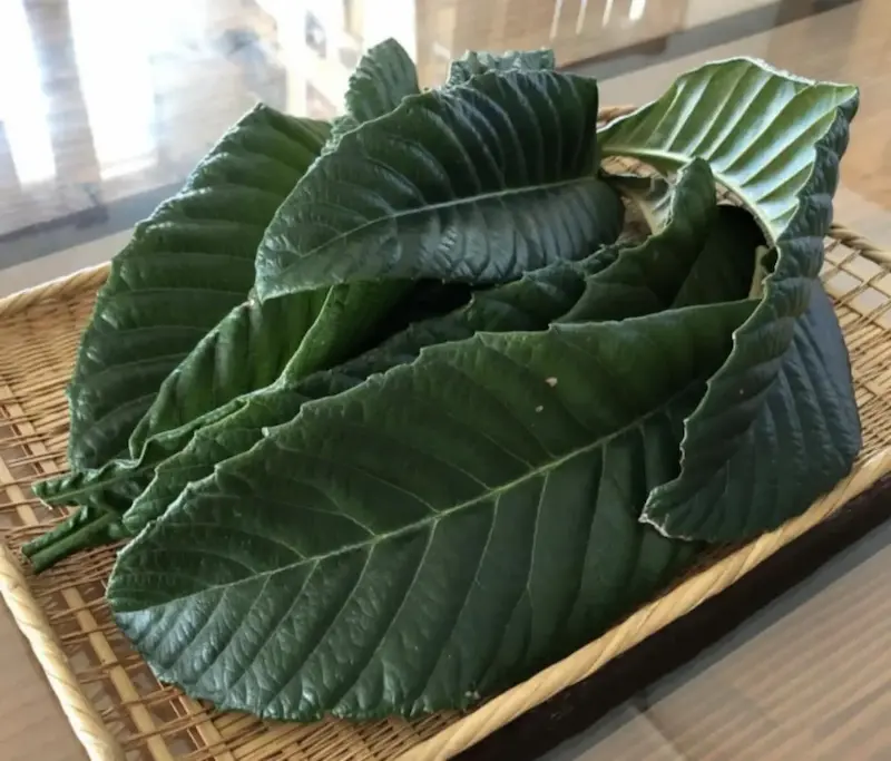 よもぎとびわの葉 - 自然療法に使用される薬草素材